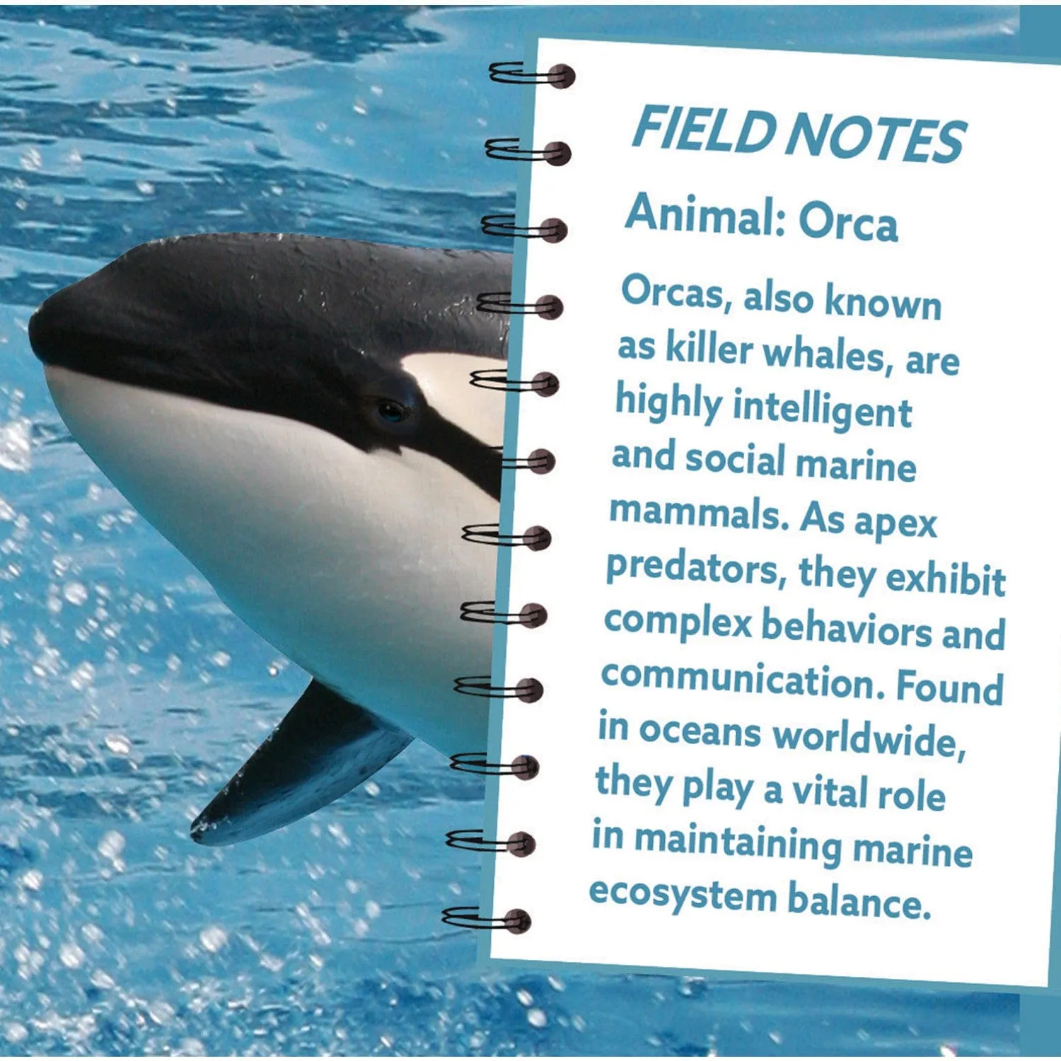 Orca 100 Piece Shaped Jigsaw Puzzle