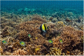 Puzzles for Adults 1000 Pieces Funny Black Yellow Striped Tropical Fish Swimming Coral Heads Ocean - Large Puzzle Game Artwork for Adults Teens