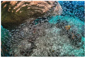 Wooden Puzzles Ocean Underwater Coral Reefs and Fish 1000 Piece Mother's Day Children's Day Exercise Patience Puzzle Game - Education Intellectual Puzzle Game Toys Gift
